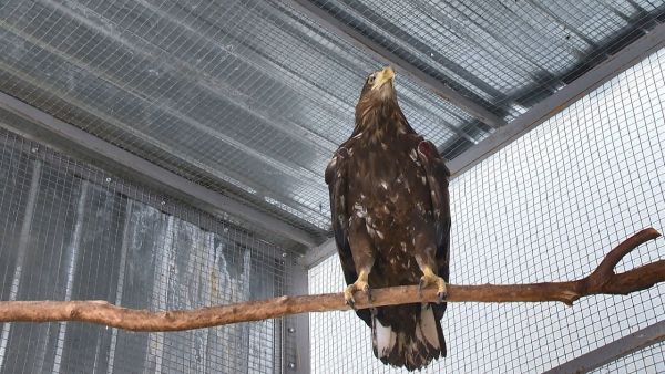 Редкую птицу орлана-белохвоста два года лечил орнитолог Владимир Романов.