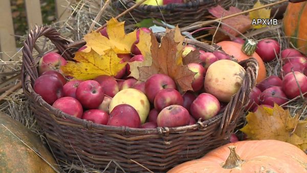 В Подмосковье в минувшие выходные были проведены 53 ярмарки в 36 городских округах.