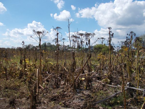 Инспекторы муниципального земельного контроля проводят рейдовые осмотры.