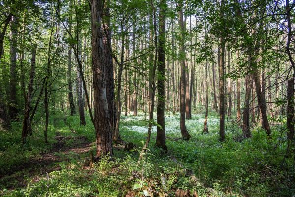 Минприроды поддержало создание памятника природы в Раменском