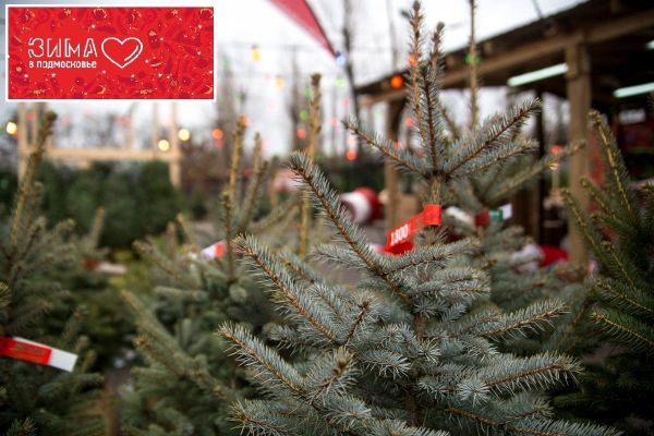 Уважаемые жители Раменского городского округа, начинают свою работу ёлочные базары!