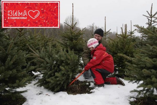 Лесные питомники открывают свои двери для тех, кто хочет срубить новогоднее деревце собственными руками.