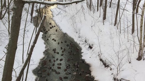 Минэкологии приглашает орнитологов-любителей посчитать уток по всей России, в том числе и в Подмосковье.