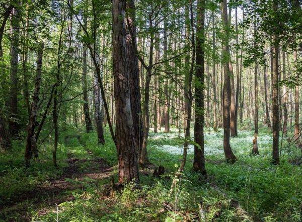 Минэкологии: Баулинский лес – на кадастровой карте