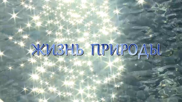 Фильм первый «Жизнь природы»