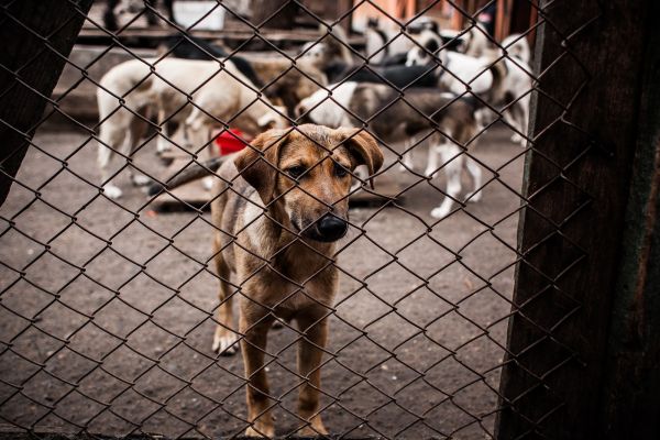 Информация для жителей Раменского г.о.! Современный подход Программы регулирования численности бесхозяйных животных