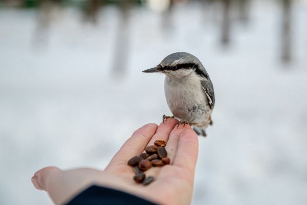 Раменский городской парк приглашает раменчан отметить Международный день птиц!