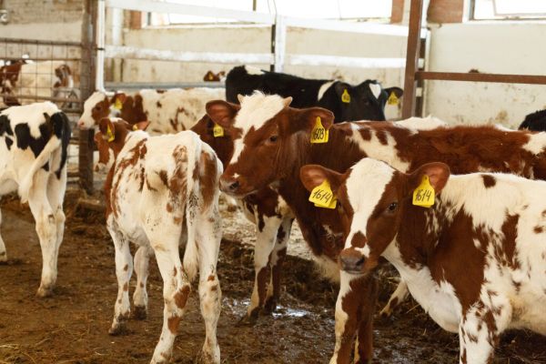 Более 40 га переданы фермерскому хозяйству для развития молочного производства в Раменском округе