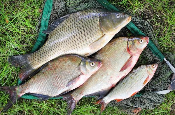 Полезная информация для рыболовов Раменского городского округа!