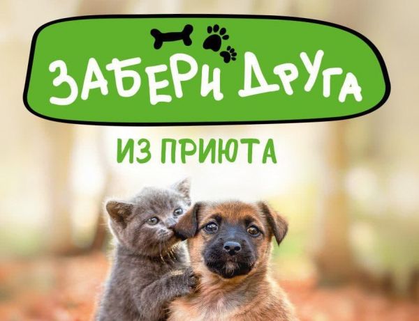 Уважаемые жители Раменского городского округа! Возьмите друга из приюта!