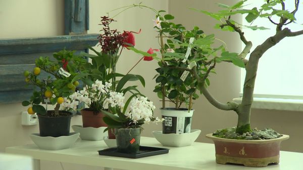 В Раменском историко-художественном музее до 30 апреля проходит выставка «Бонсай.