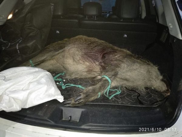 Минэкологии: в Раменском задержаны браконьеры-арбалетчики