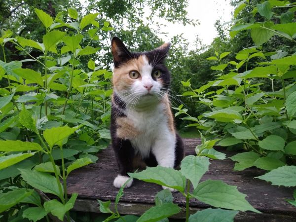 Раменской ветеринарной станцией регулярно проводится выездная вакцинация домашних животных против бешенства.