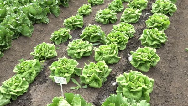 Фермерский агросоюз «За Родину» — успешно развивающееся предприятие.