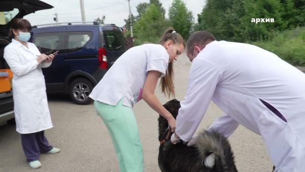 Систематическая разъяснительная работа с населением об опасности заболевания бешенством