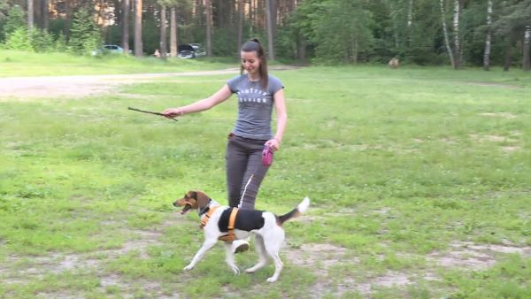 Закон о выгуле собак в 2021 году.