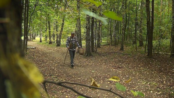 Сбор грибов – это любимое хобби многих людей.