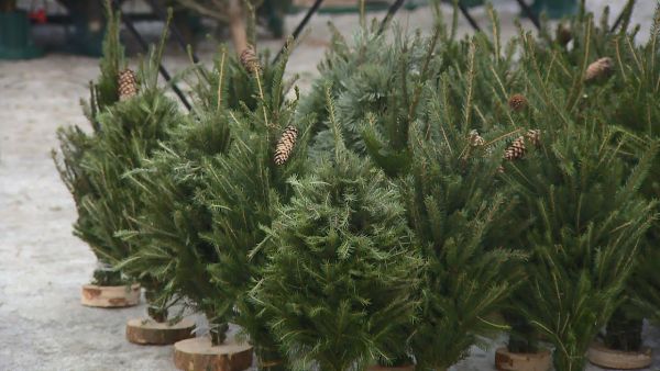 Минтранс МО напоминает правила перевозки новогодних елей в общественном транспорте .