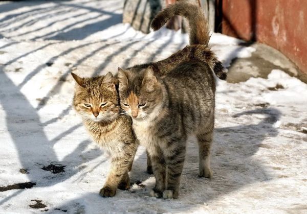 ГБУВ МО «Территориальное ветуправление №4» информирует жителей Раменского городского округа