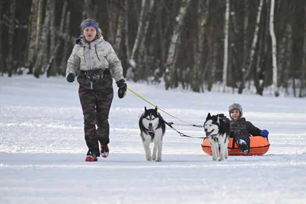 На лыжной трассе Александра Завьялова в деревне Чулково Раменского г.о. прошли соревнования Russian extreme dog trail