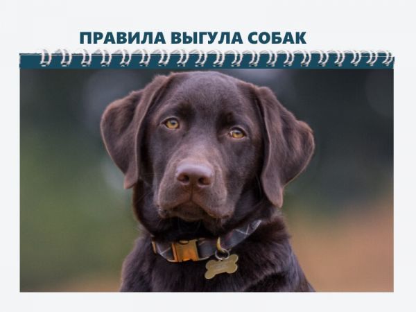 Правила выгула домашних животных