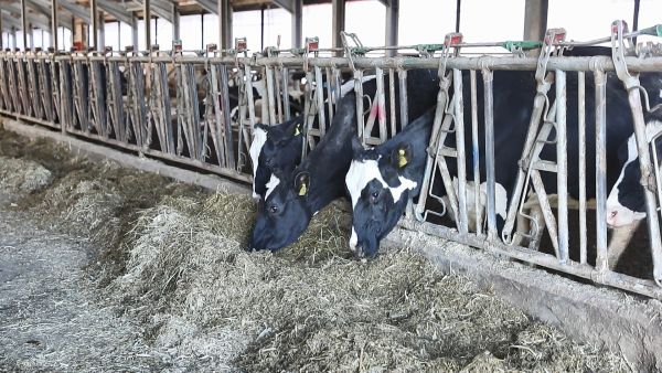 Компания «Нока Агро» — крупнейший производитель сырого молока в Московской области.