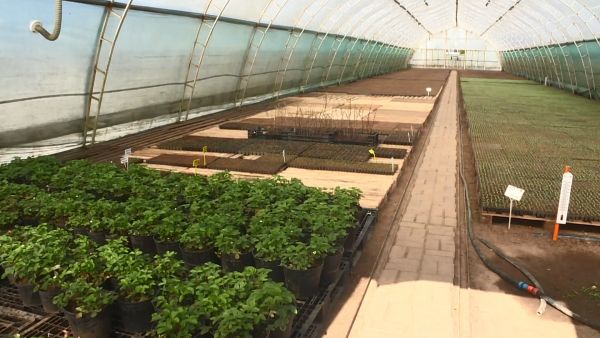 АгроСоюз «За Родину» на сегодняшний день является одним из лидеров в производстве овощной продукции.