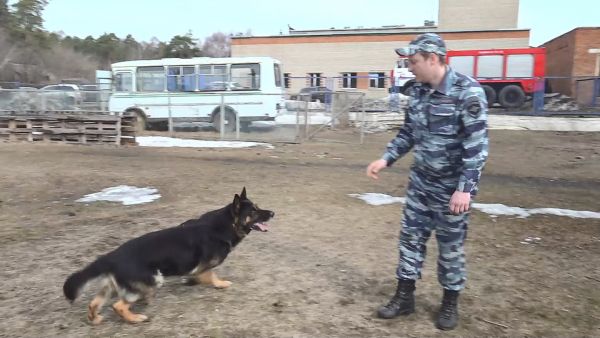 Раменские кинологи полицейские показали мастерство и выучку служебных собак.