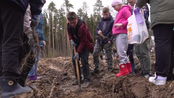 Эколого-патриотическая акция «Лес Победы» прошла в 10-й раз в Подмосковье.