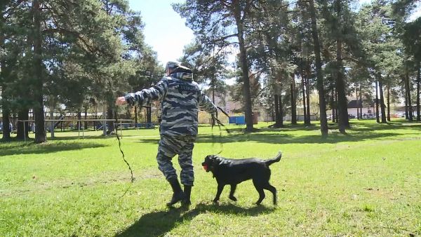 Соревнования среди сотрудников кинологических подразделений  ГУ МВД по МО состоялись в Раменском.