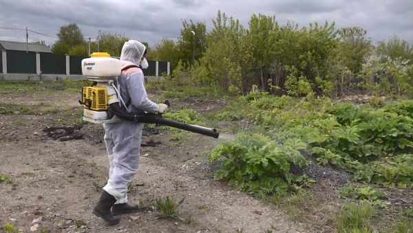 Борьба с борщевиком началась и в Раменском городском округе.