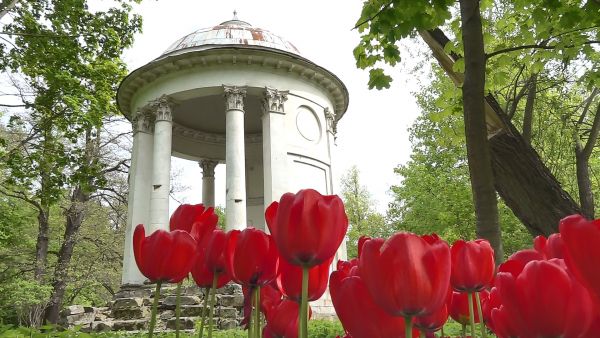 В усадьбе Быково появился настоящий тюльпановый остров.