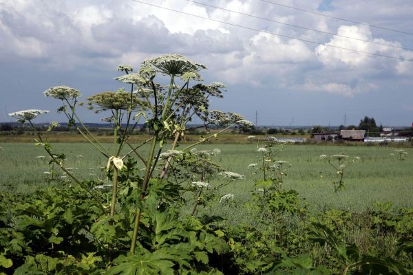 Опасное растение! Боремся с борщевиком.