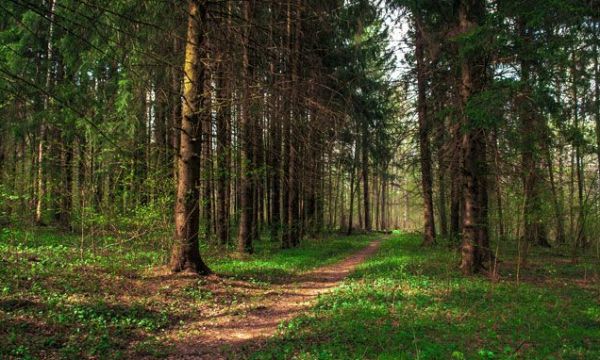 Минэкологии потребовало прекратить загрязнение пруда в Раменском