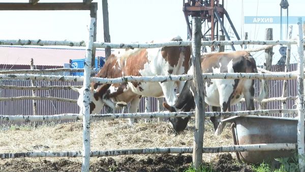 Открыт прием заявок на участие в конкурсе отбора проектов развития сельского туризма.