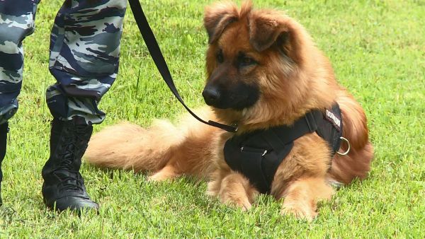 21 июня в России отмечается день кинолога.