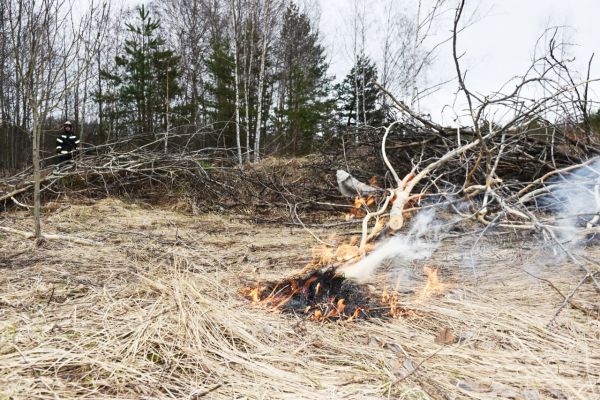 В силу вступил закон, который должен защитить лес.