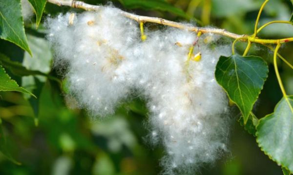 Белый «порох»- это опасно.