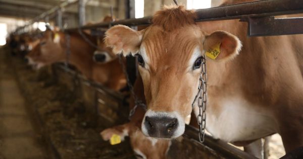 АО Племзавод «Ульянино» получил господдержку