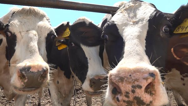 Племзавод «Ульянино» получил более 200 га земли по программе господдержки.