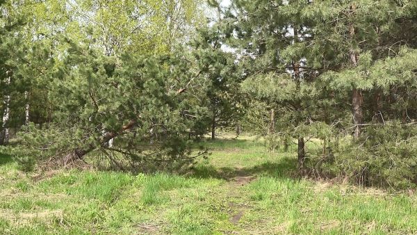 Жара и хочется укрыться в прохладной тени леса?