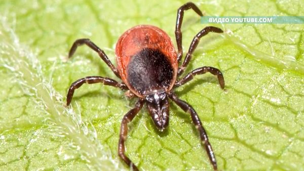Сезон активности клещей в самом разгаре.
