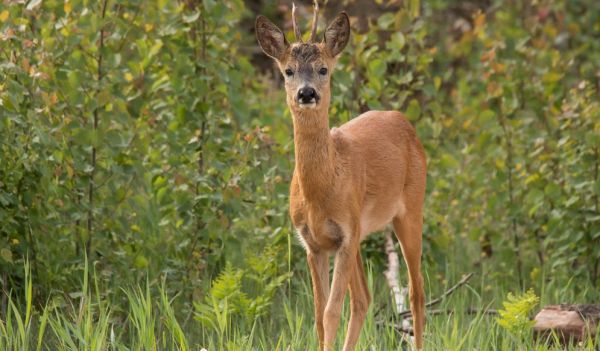 Минэкологии: в Раменском округе задержан браконьер, незаконно добывший косулю.