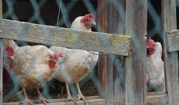 Осторожно: грипп птиц!