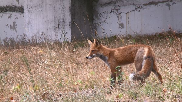 Осторожно! Лисы в городе.