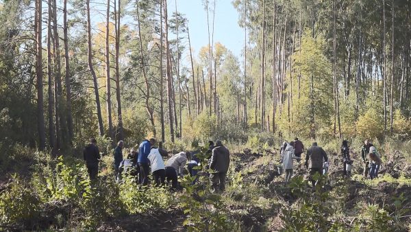 «Наш лес. Посади дерево» — сто человек приняли участие в «зеленой» акции.