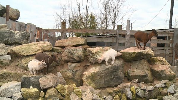 Многие не знают, что у нас в округе есть ферма, на которой животные находятся в шаговой доступности.