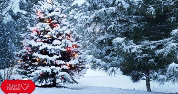 Жители Раменского смогут купить ель в областных питомниках с 17 декабря