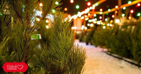 Ёлочные базары открываются в Раменском!