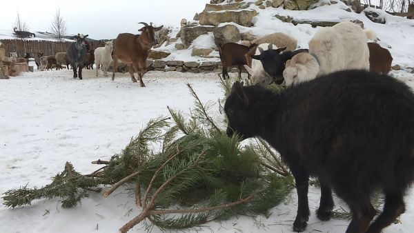 Жителям Раменского рассказали, куда сдать елку после новогодних праздников